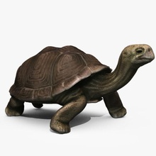 tartaruga de galápagos animais darwin michaeltaylor3d modelo répteis tmnt 3d print model - Mito3D