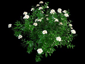 gardenya çiçeği 3d şube çalılar tasarım çiçek orman bahçe çim yeşil jasminoides manzara lanfir111 yaprak model bitki Güney ağaç gövde V-ray'in beyaz 3d print model - Mito3D