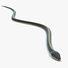 jartiyer yılan abramsdesign hayvan siyah kan soğuk yaratıklar oyun bahçe bahçıvan daha düşük model doğa pbr poly hazır gerçek sürüngenler kaymak zaman yaban hayatı 3d print model - Mito3D