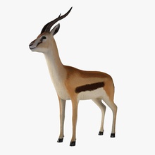 gazelle de l'afrique animal la bête daveido le cerf cheval l'impala les mammifères modèle savannah thomson sauvage zoo 3d print model - Mito3D