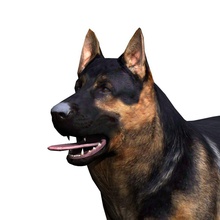 pastor alemán animal canino perro el horasan de los mamíferos modelo tuncay 3d print model - Mito3D