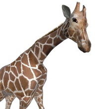 girafe - africaine animal animées jeu cheval de modèle des primates prêt shopmax 3d print model - Mito3D