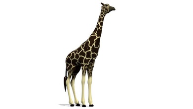girafe lowpoly - africaine animal jkindena de modèle savannah 3d print model - Mito3D