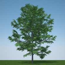 gleditsia triacanthos inermis 1 arjo Garten Honig locust Modell Parkplatz pflanze rozendaal Baum 3d print model - Mito3D