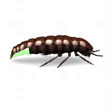 glow worm 3dmb animale beetle bilogial biologia il bug creapy le creature critter bagliore glowworm verde gli insetti luce medico pest ricerca scienza brutto 3d print model - Mito3D