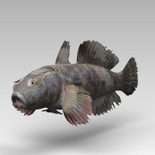gob 3d wanderer animal biology character cheetah3d collection coral fish gobies marine model ocean quality realistic sea shark underwater water whale 3d print model - Mito3D