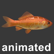 gold fish animal animated aquarium bowl caustics fin goldfish gs models model pets swimming underwater water 3d print model - Mito3D
