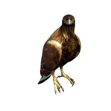 golden eagle v2 or l'aigle animaux imprimable lowpoly 3d print model - Mito3D