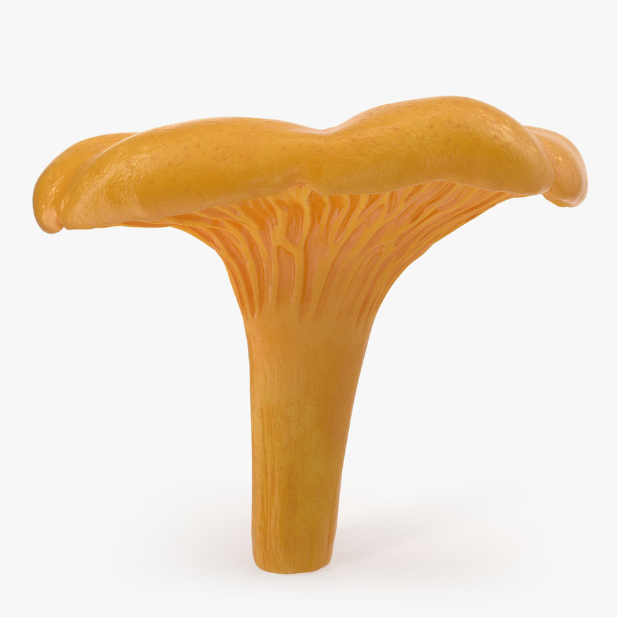 altın yabani mantar halde önce 3d molier cantharellus cibarius yenilebilir gıda orman taze uluslararası model miselyum doğa turuncu organik bitki ham sebze V-ray'in vahşi sarı 3D print model - Mito3D