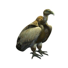 goldenvulture v1 golden vulture animals printable lowpoly 3d print model - Mito3D