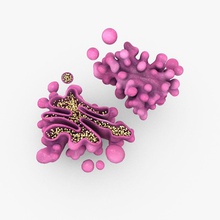 golgi hayvan aparatı biyoloji hücre karmaşık endoplazmik tıbbi membran model bitki quadroflow retikulum bilim 3d print model - Mito3D