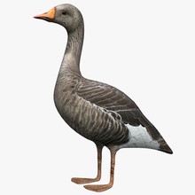 goose 3d wanderer animal bird duck eagle flight fly lower model poly seagull sky wing 3d print model - Mito3D