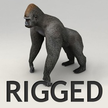 gorille truquées de l'afrique animal l'ape la bête bipède os chimp le chimpanzé kvakling bas lowpoly les mammifères modèle singe poly des primates rig savannah peau 3d print model - Mito3D