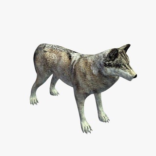 gris Loup v1 animaux imprimable lowpoly 3d print model - Mito3D
