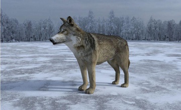 loup gris des avions en avion animal animées cachorro canine chien jeu lobo bas mako san les mammifères de modèle nord poly la neige l'unité sauvage wolf 3d print model - Mito3D