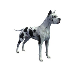 Dogge v1 toll dane Tiere bedruckbar ist lowpoly 3d print model - Mito3D