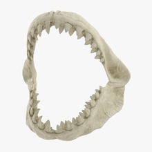 büyük beyaz köpekbalığı çene kemiği 3d molier hayvan bit kemik tehlike tehlikeli korku balık harika uluslararası jaws katil ağız okyanus açın predator korkutucu deniz keskin iskelet diş V-ray'in 3d print model - Mito3D