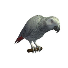 grey parrot v1 africana grigio animali stampabile lowpoly 3d print model - Mito3D