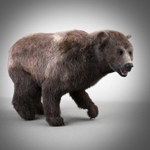 grizzly bear animal l'ours de la bête le brun caractère les créatures fourrure kodiak mammifères modèle panda pis88 rasage texture 3d print model - Mito3D
