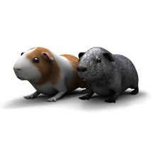 guinea pig 3ds Tier Niedlich elovitz max maya Modell obj Haustiere Schwein Vierbeiners nagetier 3d print model - Mito3D