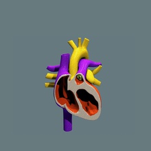 halft heart human anatomy aorta arteries atrium body cardio cardiovascular character circulatory internal medical model organs science stuart7 system tricuspid ventricle 3d print model - Mito3D