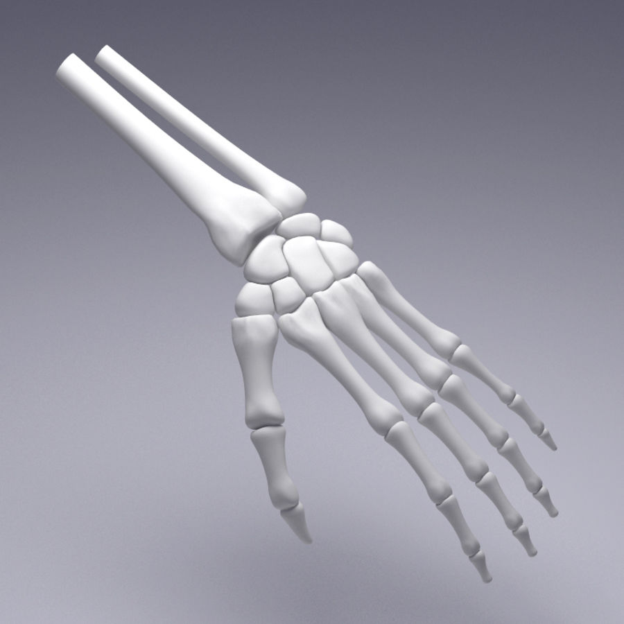 mano 3d 3ds anatómica la anatomía brazo biología cuerpo hueso carácter fbx dedo humanos max médica de medicina modelo obj piren skelet esquelético el esqueleto 3D print model - Mito3D