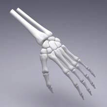 hand 3d 3ds anatomical anatomy arm biology body bone character fbx finger hand human max medical medicine model obj piren skelet skeletal skeleton