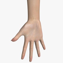 hand female anatomy arm body character dinman3d extremities finger girl human lady limbs lower model people realistic upper woman 3d print model - Mito3D