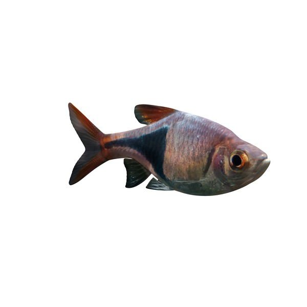 harlequin rasbora v1 animals printable lowpoly 3D print model - Mito3D