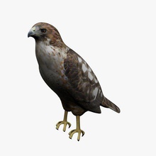 hawk v1 animaux imprimable lowpoly 3d print model - Mito3D