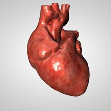 corazón alshibany la anatomía atrio sangre cuerpo carácter de pecho humanos médica modelo ciencia ventrículo 3d print model - Mito3D
