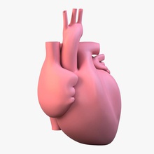 kalp akumalla anatomi atrium vücut karakter insan iç ma maya mb tıbbi model n organ gerçekçi sahasrad bölüm ameliyat sistem vana ventrikül 3d print model - Mito3D