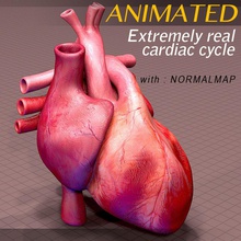 heart anatomy animated aorta arteries atrium blood body cardiac cardiovascular character circulatory cycle human medical model organs pulmonary science system unjosnav valve vein ventricle 3d print model - Mito3D