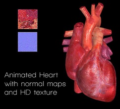 heart animated anatomy body character circulatory corazon human map medical model normal normalmap normalmaps organs science system texture unjosnav 3d print model - Mito3D