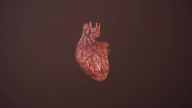 heart animation heartbeat human organ low-poly 3d 445823040 anatomy body character internal love lower medical medicine model organs poly science treatment 3d print model - Mito3D
