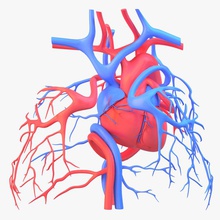 o coração do aparelho circulatório 1 anatomia aorta artérias atrium de sangue corpo sistema humanos médica modelo órgãos pulmonar sahasrad ciência válvula veia ventrículo 3d print model - Mito3D