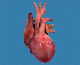 heart human textured anatomy aorta atrium body cardiovascular character internal medical model organs pulmonary science stuart7 system texture ventricle 3d print model - Mito3D