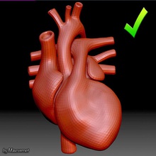 Herz-Gitter Anatomie aorta die Arterien atrium Blut Körper Herz Herz-Kreislauf Charakter Kreislaufsystem Zyklus Jungs Mensch Männlich Mann medizinische mesh Modell Organe pulmonale Wissenschaft system unjosnav Ventil Vene Ventrikel 3d print model - Mito3D