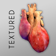 corazón con textura de mapa relieve 3ds la anatomía animada animación aorta atrio cuerpo aparato circulatorio carácter humanos interna médica modelo los órganos aparejo ciencia sistema unjosnav ventrículo worldanatomy 3d print model - Mito3D