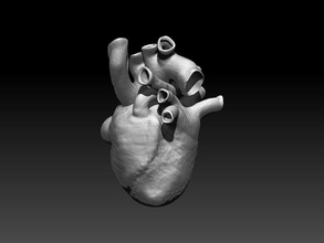 kalp 3d anatomi aorta corazon dijital tıbbi tıp model bilim alanı 3d print model - Mito3D