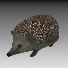 hedgehog animal erinaceinae mammal model nallon real time 3d print model - Mito3D