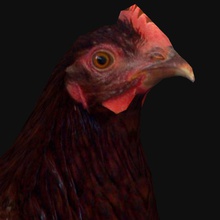 galinha animais pássaro frango coleção doméstica ovo farm fatihakin aves jogo inferior max modelo poli galo 3d print model - Mito3D