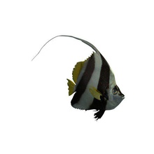 heniochus black white butterflyfish v1 bw fish aquatic life printable lowpoly 3d print model - Mito3D