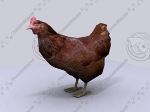 hen animal aydin3d bird chicken detail domestic farm fowl game lower model poly poultry realistic rooster texture 3d print model - Mito3D