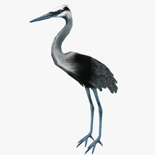 heron animale bird blu a buon mercato gru gioco lago più in basso modello poli pronto cicogna swan due usd 3d print model - Mito3D