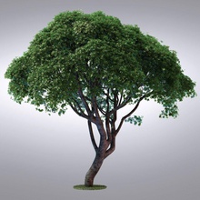 Merhaba gerçekçi dizi ağaç - 106 california francisco yeşillik model doğa bitki san ABD vizmode 3d print model - Mito3D