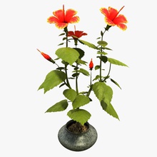 hibiscus 3d Görünümüdür çiçeği Botanik dekorasyon çiçek bahçe yeşil manzara yaprak max model doğa petal pit3dd bitki pot küçük kök örtüsü V-ray'in 3d print model - Mito3D