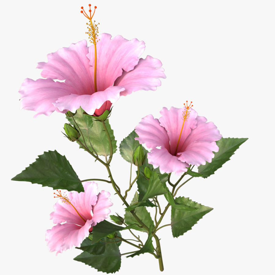 hibscus pink branch 3d 3ds chinese collection flower garden hibiscus leaf max model nardid petal plant realistic rose sinensis stalk vray 3D print model - Mito3D