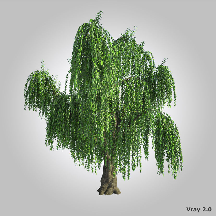 hohe realistische Weide Rinde Zweig grün hoch Blatt Modell natürlich Natur photoreal pflanze realistisch sind smayler Stamm Baum die vegetation Weiden 3D print model - Mito3D