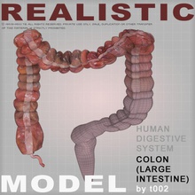 highly detailed colon anatomy body character collection detail digestive esophagus gallbladder human internal intestines large liver medical model organs pancreas people small stomach system t002 3d print model - Mito3D